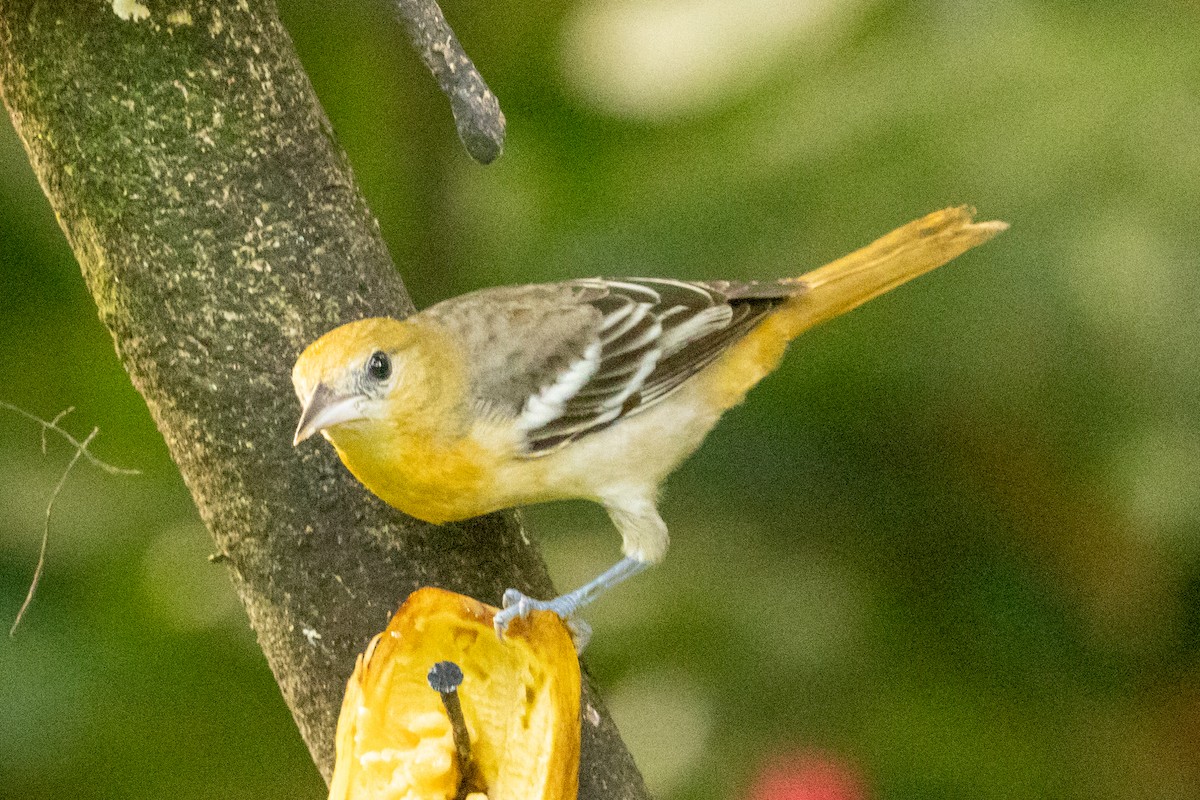 ボルチモアムクドリモドキ - ML645236121