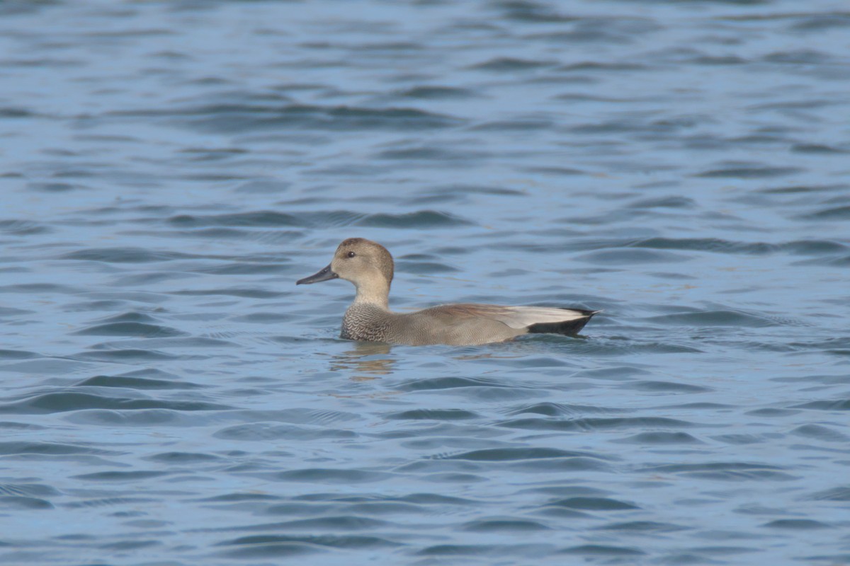 Нерозень - ML645236123