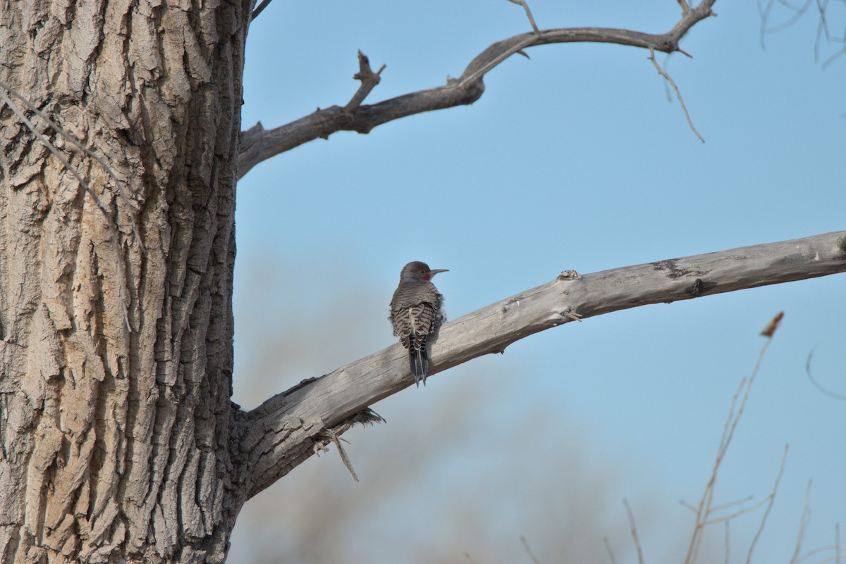 Northern Flicker (Red-shafted) - ML645236126