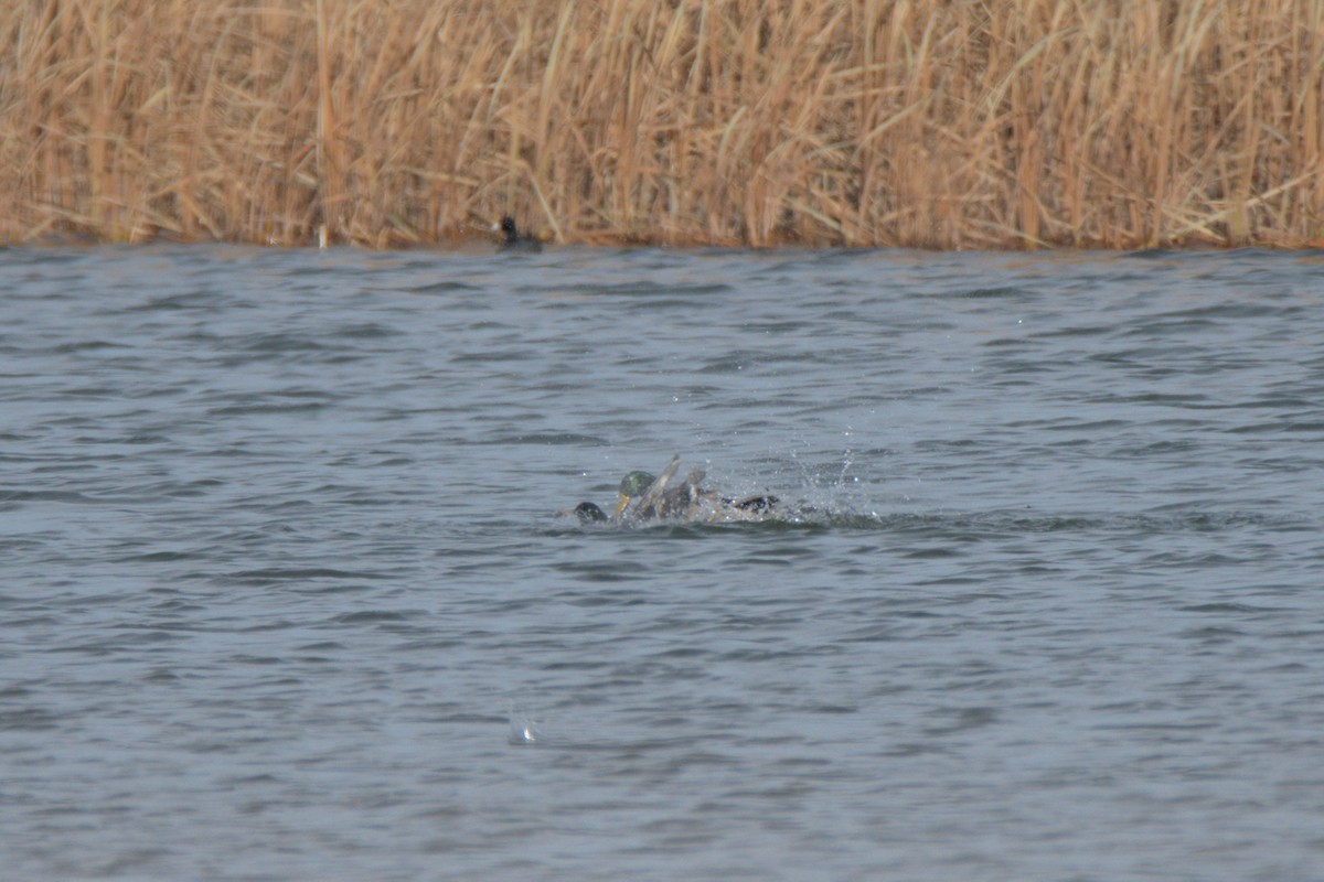 Mallard - ML645236133