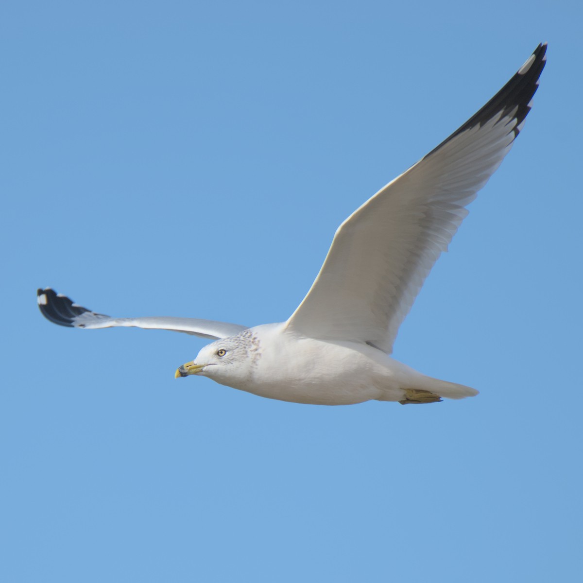 Ring-billed Gull - ML645236140