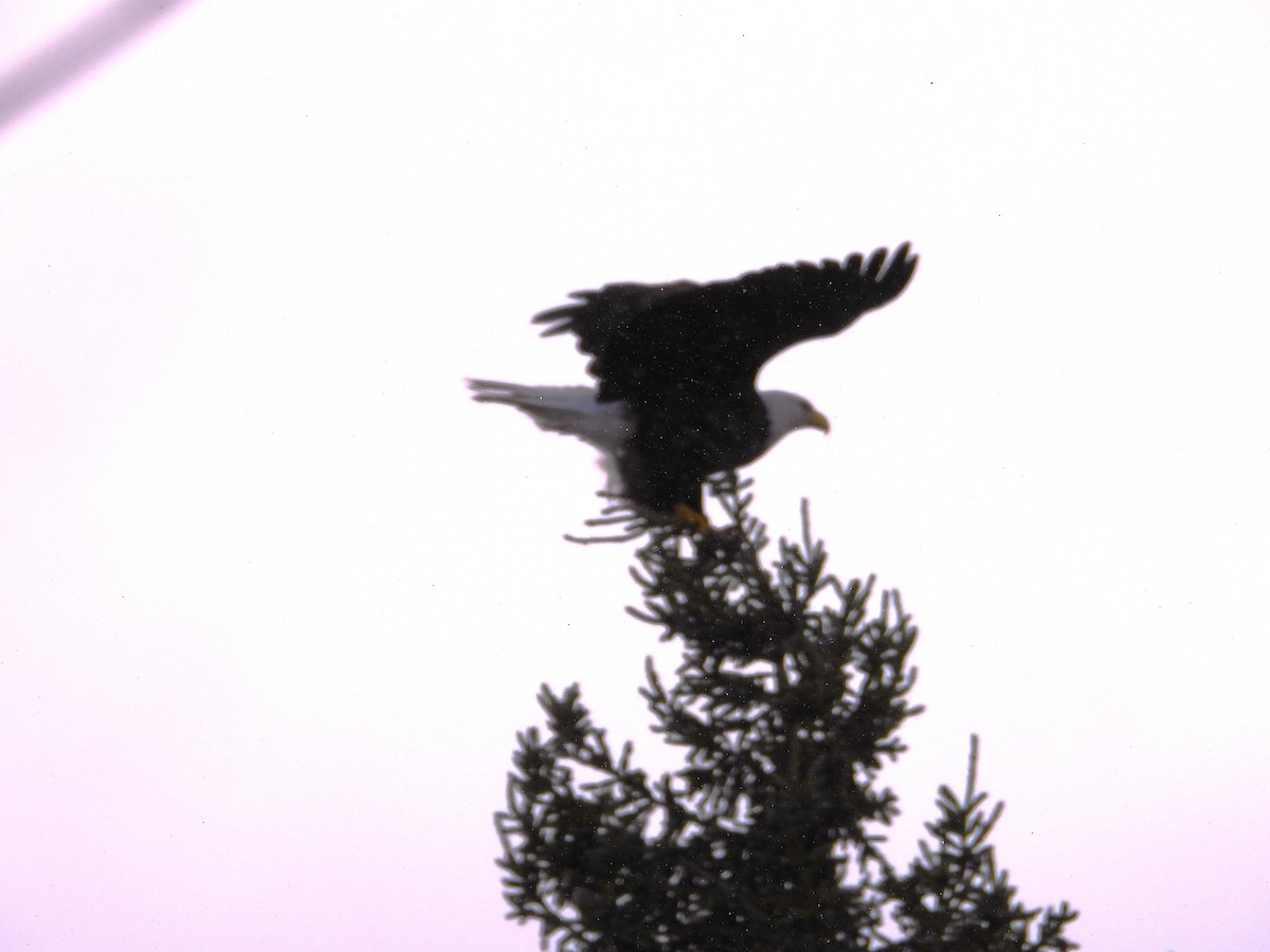 ハクトウワシ - ML645236142