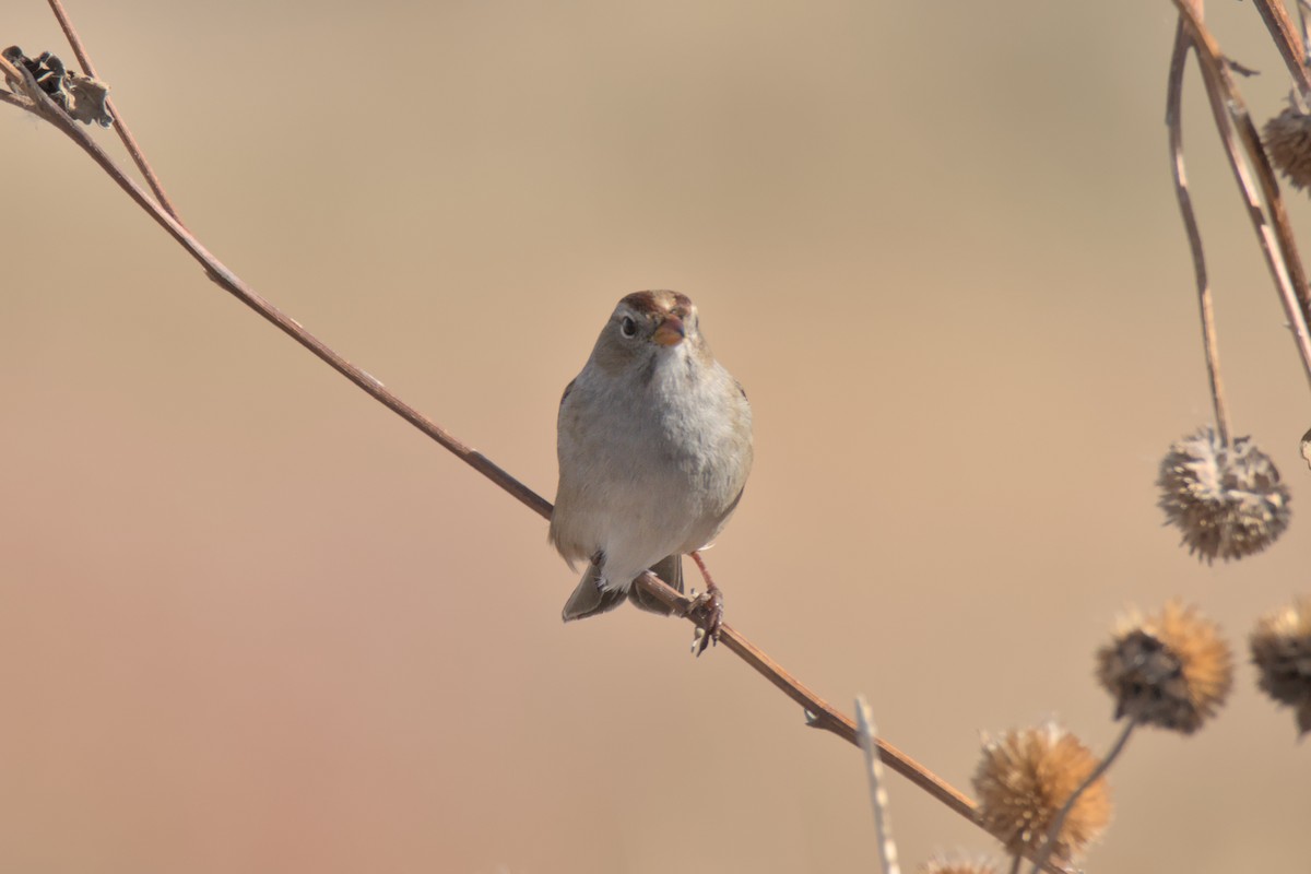 White-crowned Sparrow (Gambel's) - ML645236145