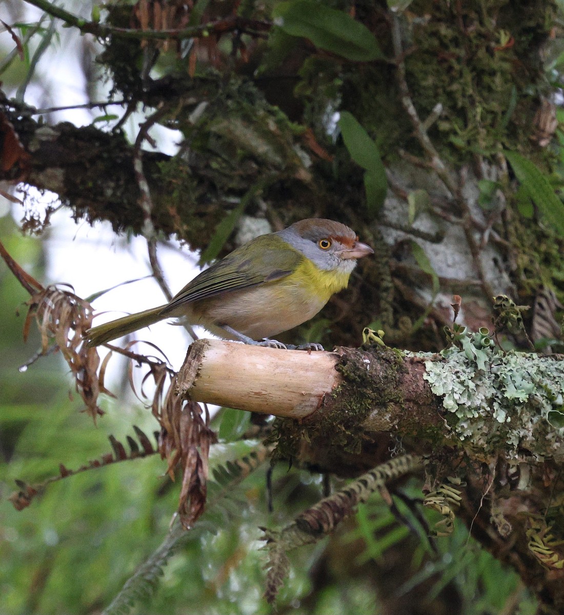 Віреон рудобровий - ML645236155