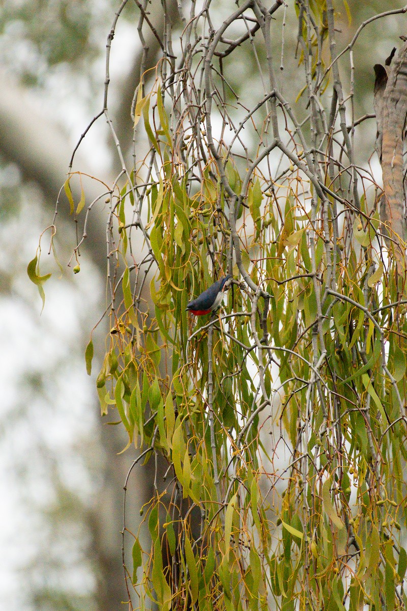 Mistletoebird - ML645236186