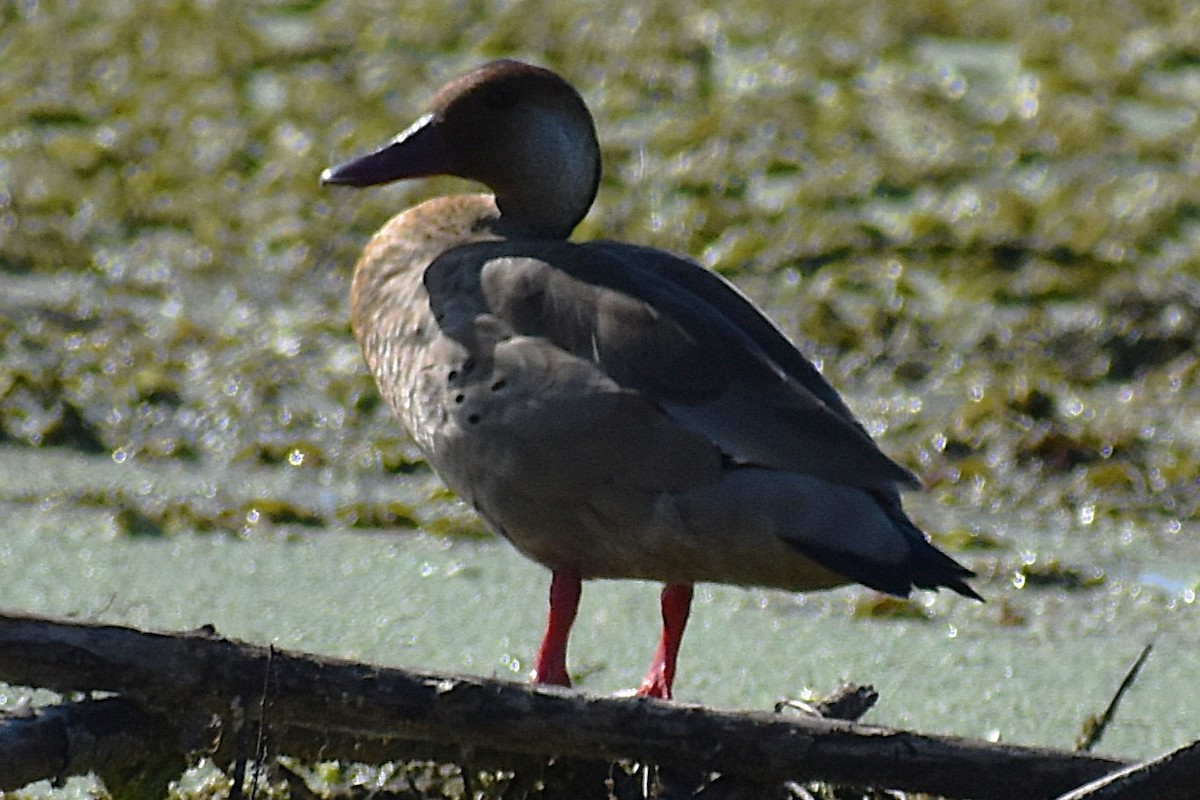 Brazilian Teal - ML645236187