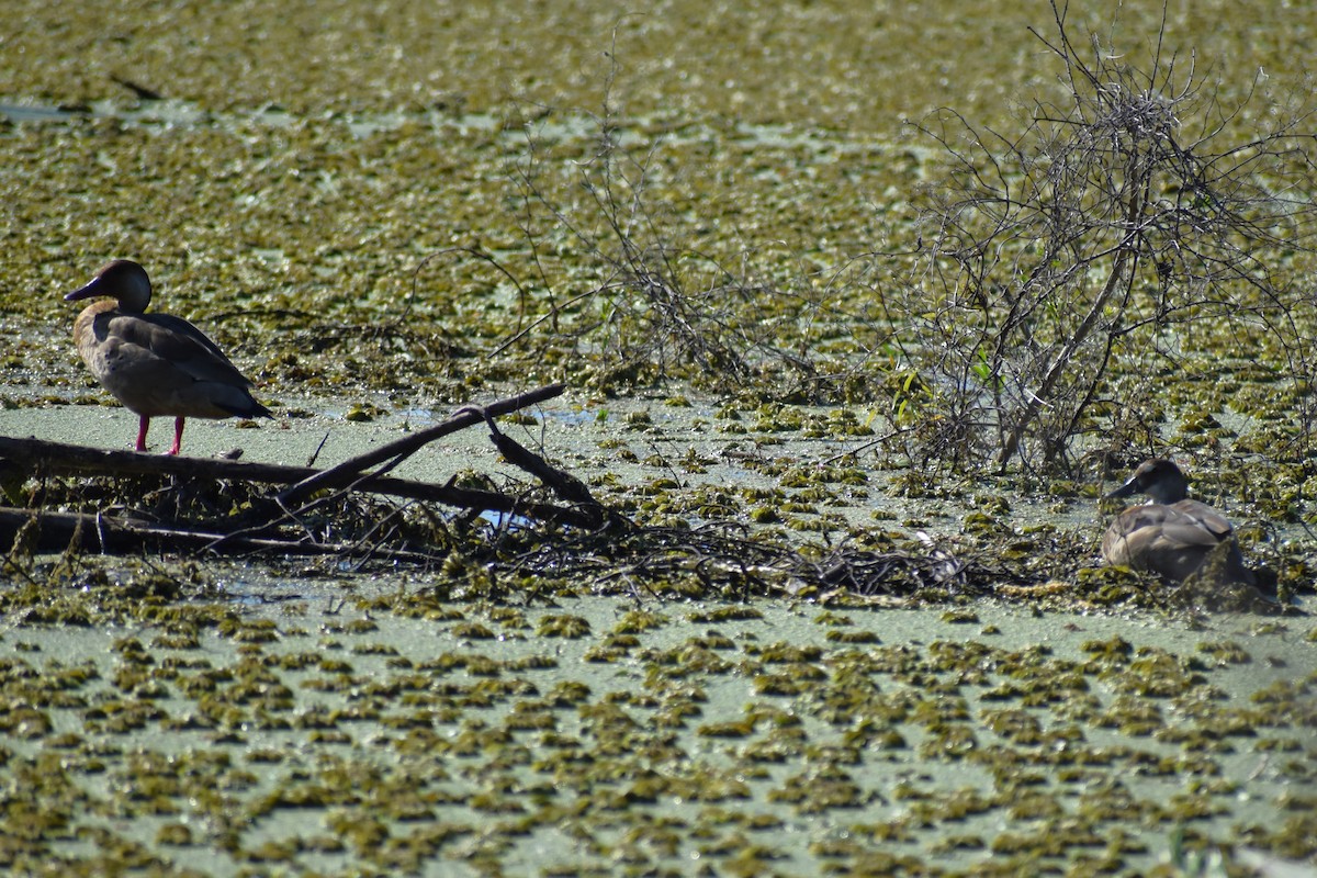 Brazilian Teal - ML645236188