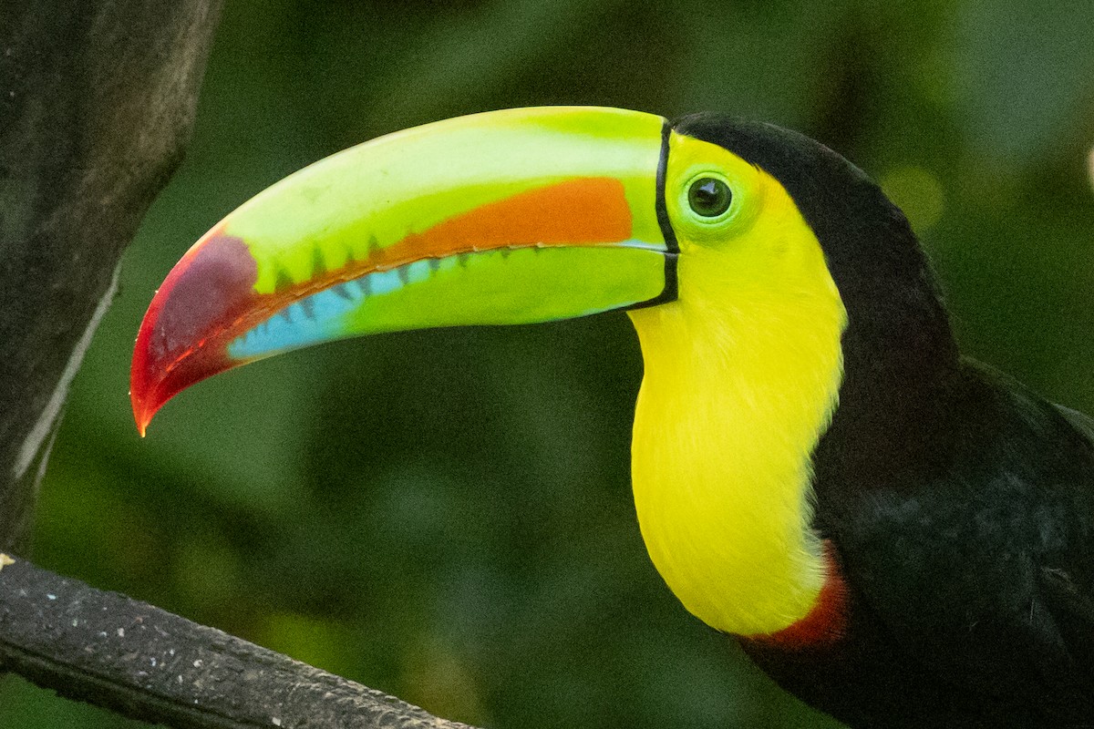 regnbuetukan - ML645236190