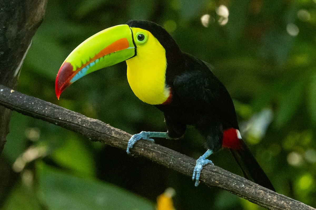 regnbuetukan - ML645236191