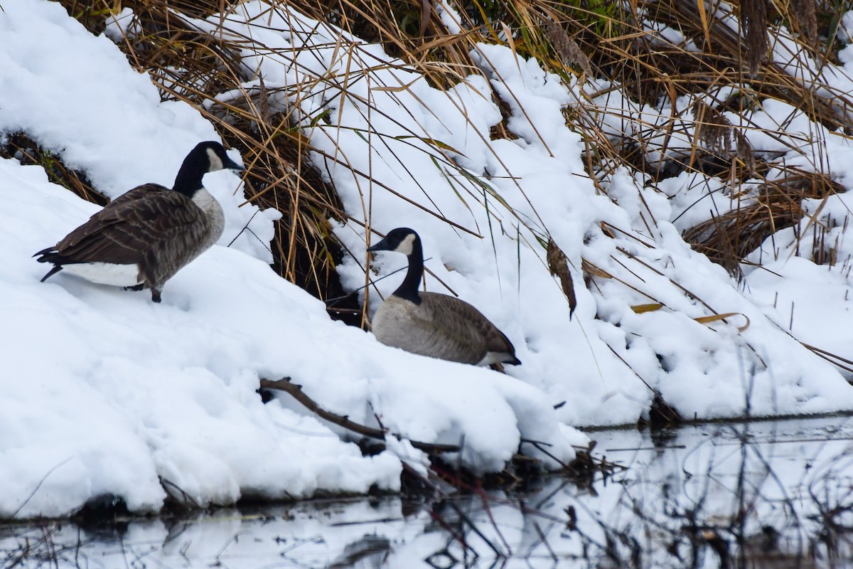 Canada Goose - ML645236203