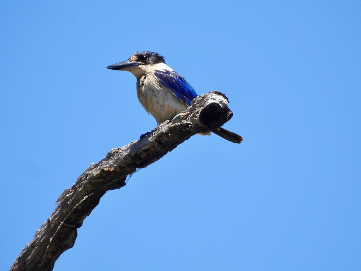 Forest Kingfisher - ML645236223