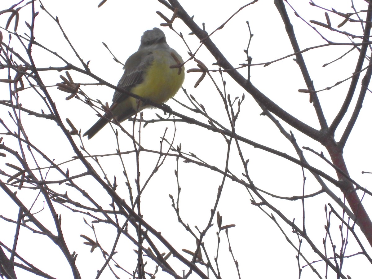 Western Kingbird - ML645236228
