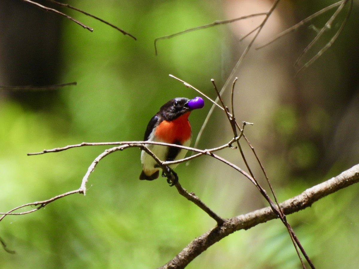 Mistletoebird - ML645236241