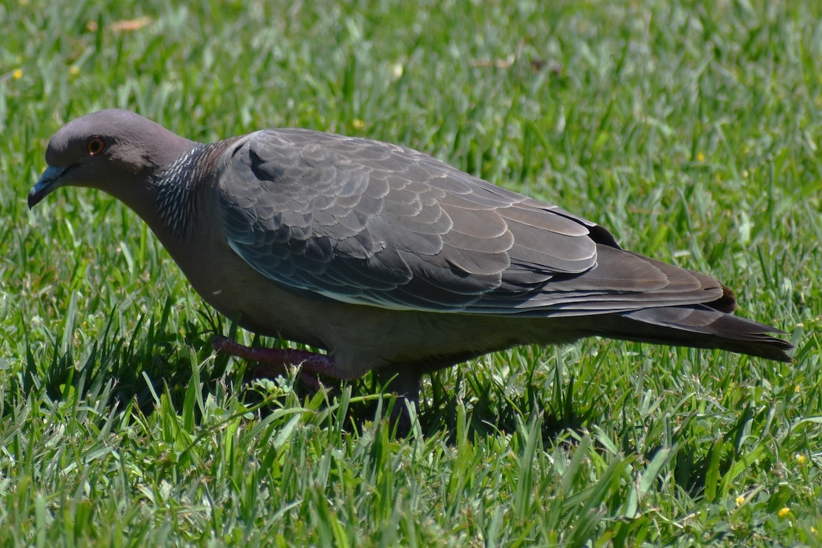 Paloma Picazuró - ML645236259