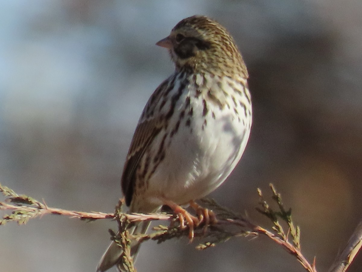Savannah Sparrow - ML645236273