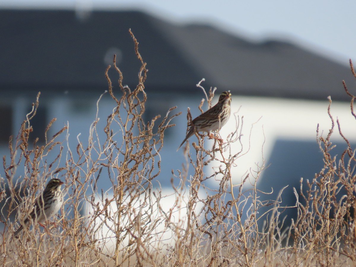 Savannah Sparrow - ML645236274