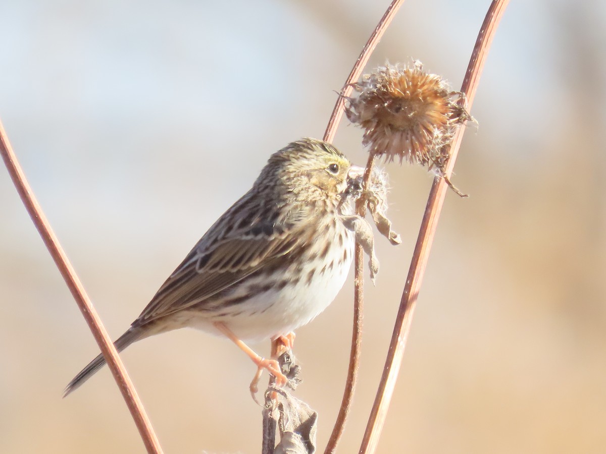 Savannah Sparrow - ML645236275