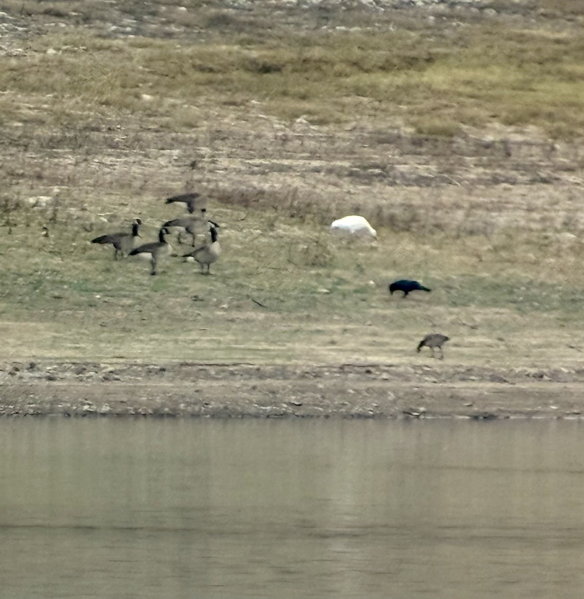 Snow Goose - ML645236276