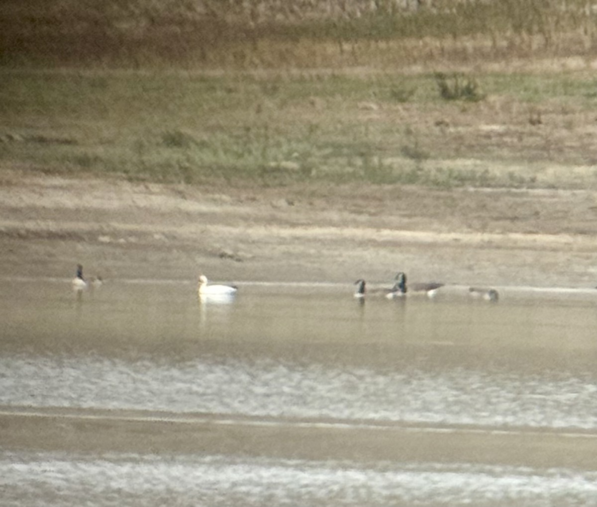 Snow Goose - ML645236279