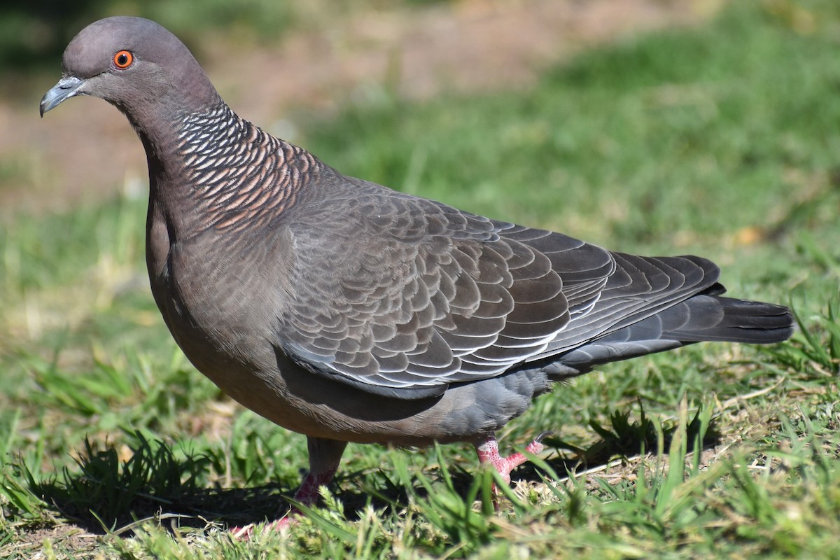 Paloma Picazuró - ML645236310