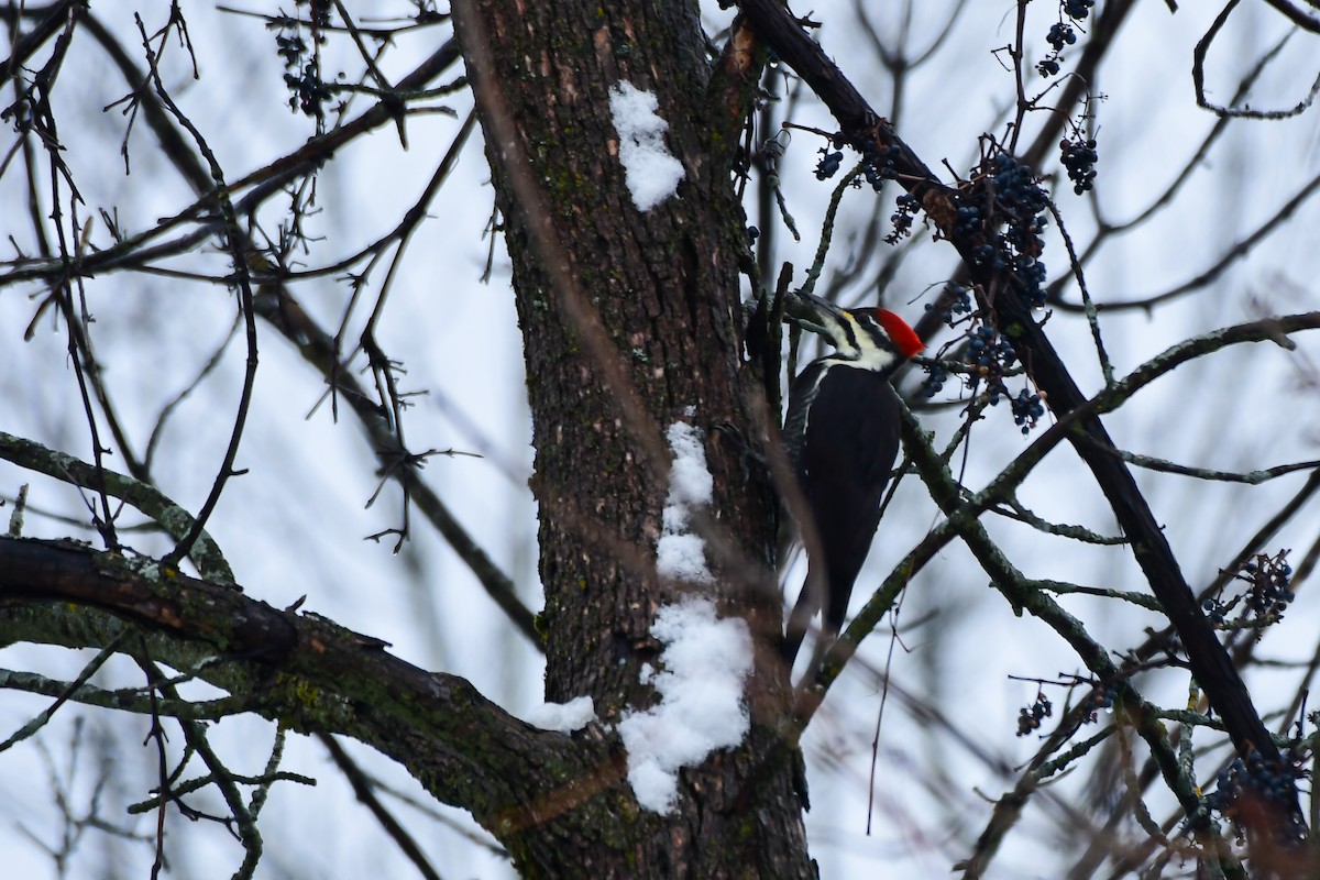 datel chocholatý - ML645236324