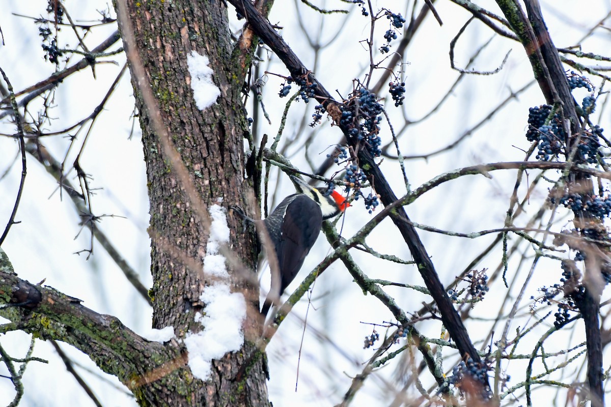 datel chocholatý - ML645236325