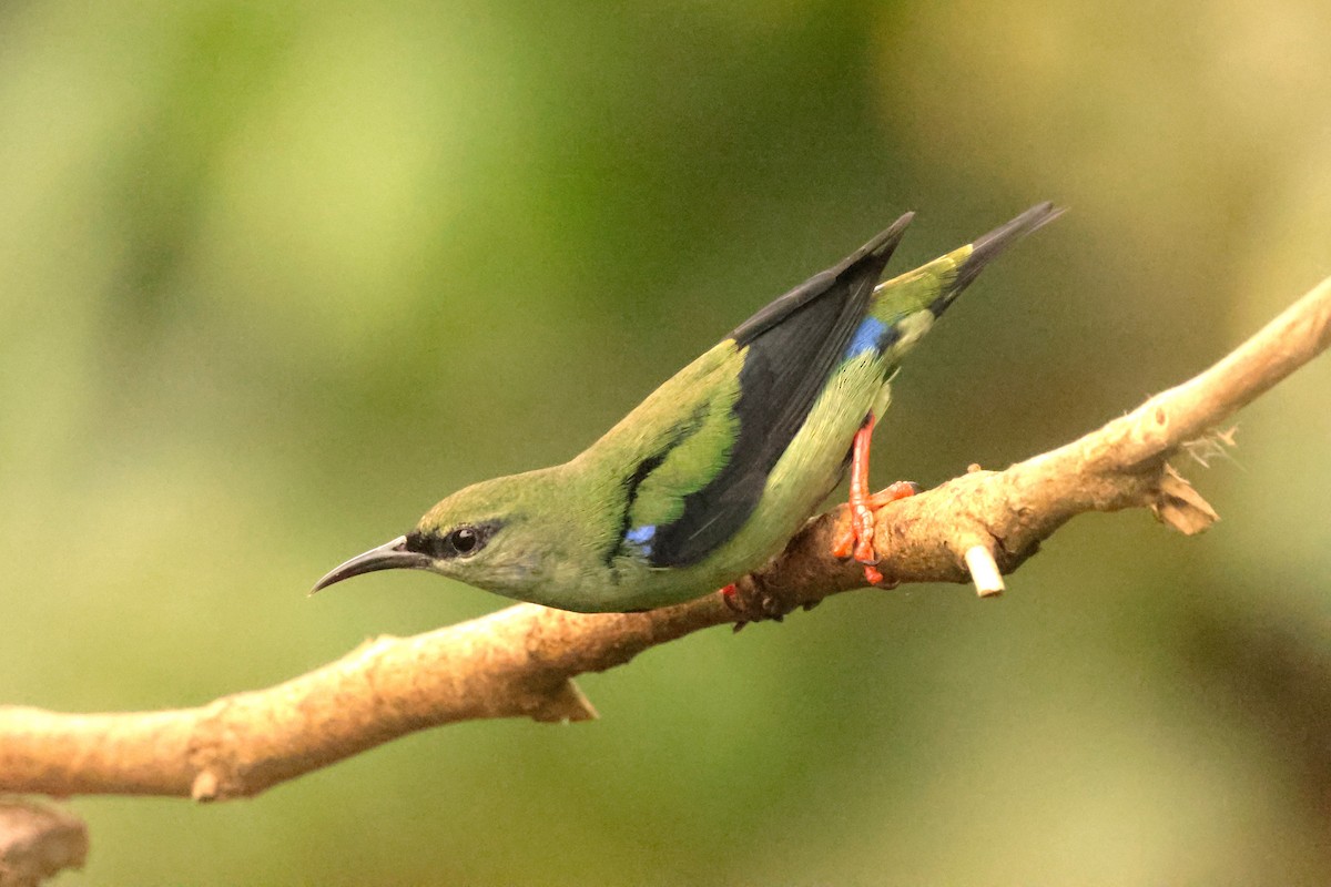 Red-legged Honeycreeper - ML645236332