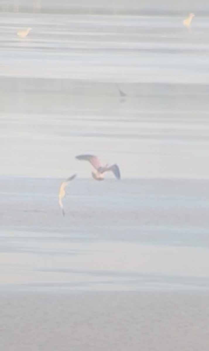 Great Black-backed Gull - ML645236359