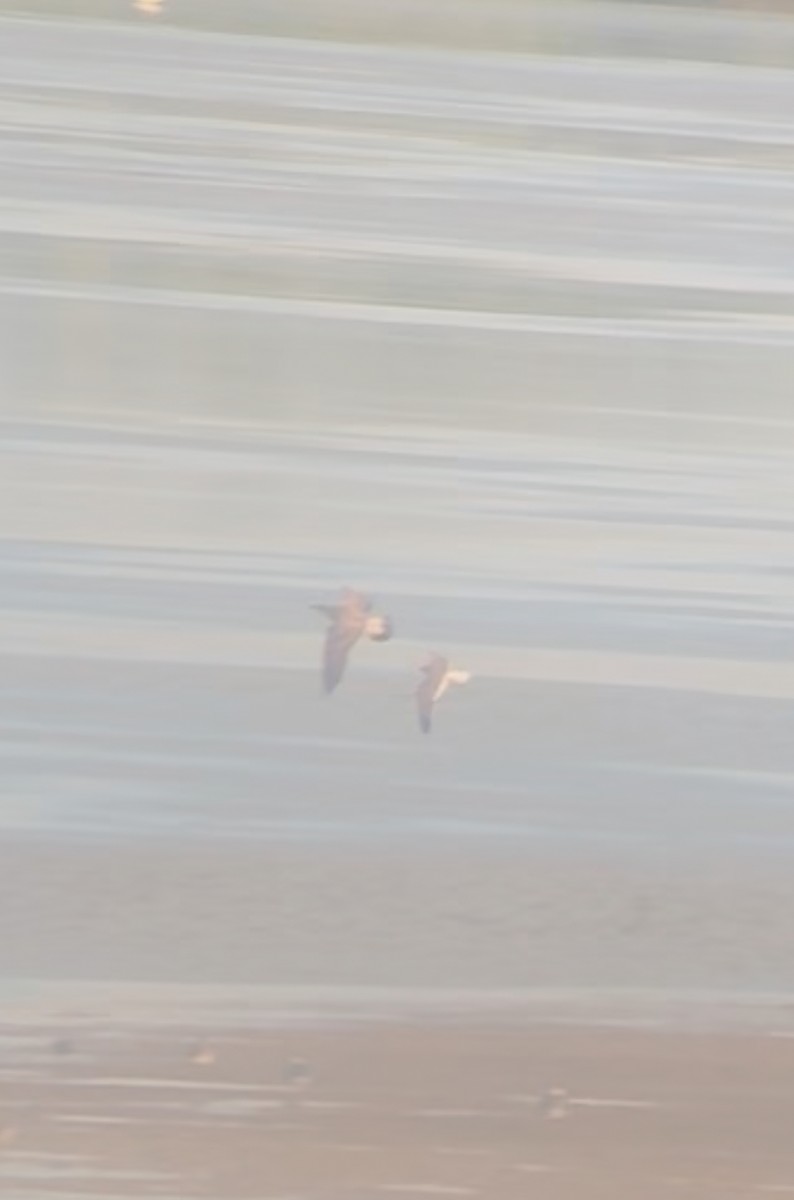 Great Black-backed Gull - ML645236360