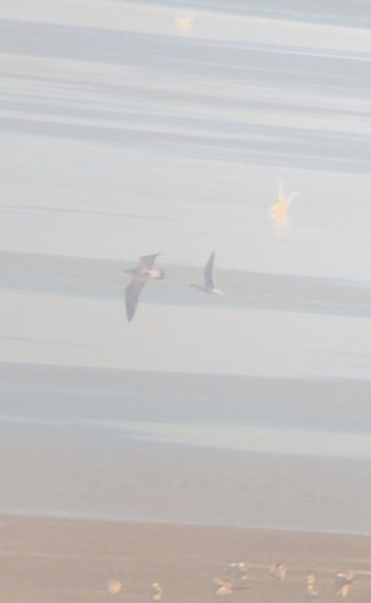Great Black-backed Gull - ML645236361