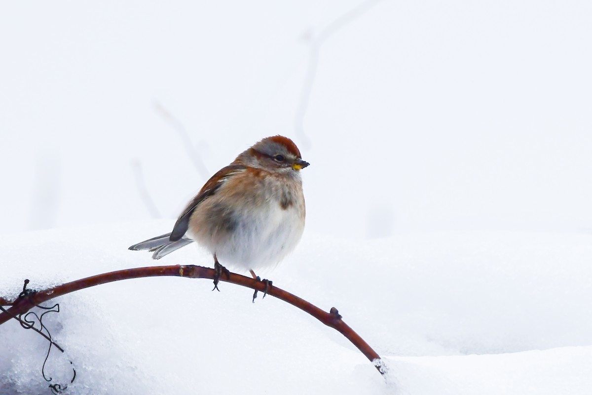 American Tree Sparrow - ML645236363