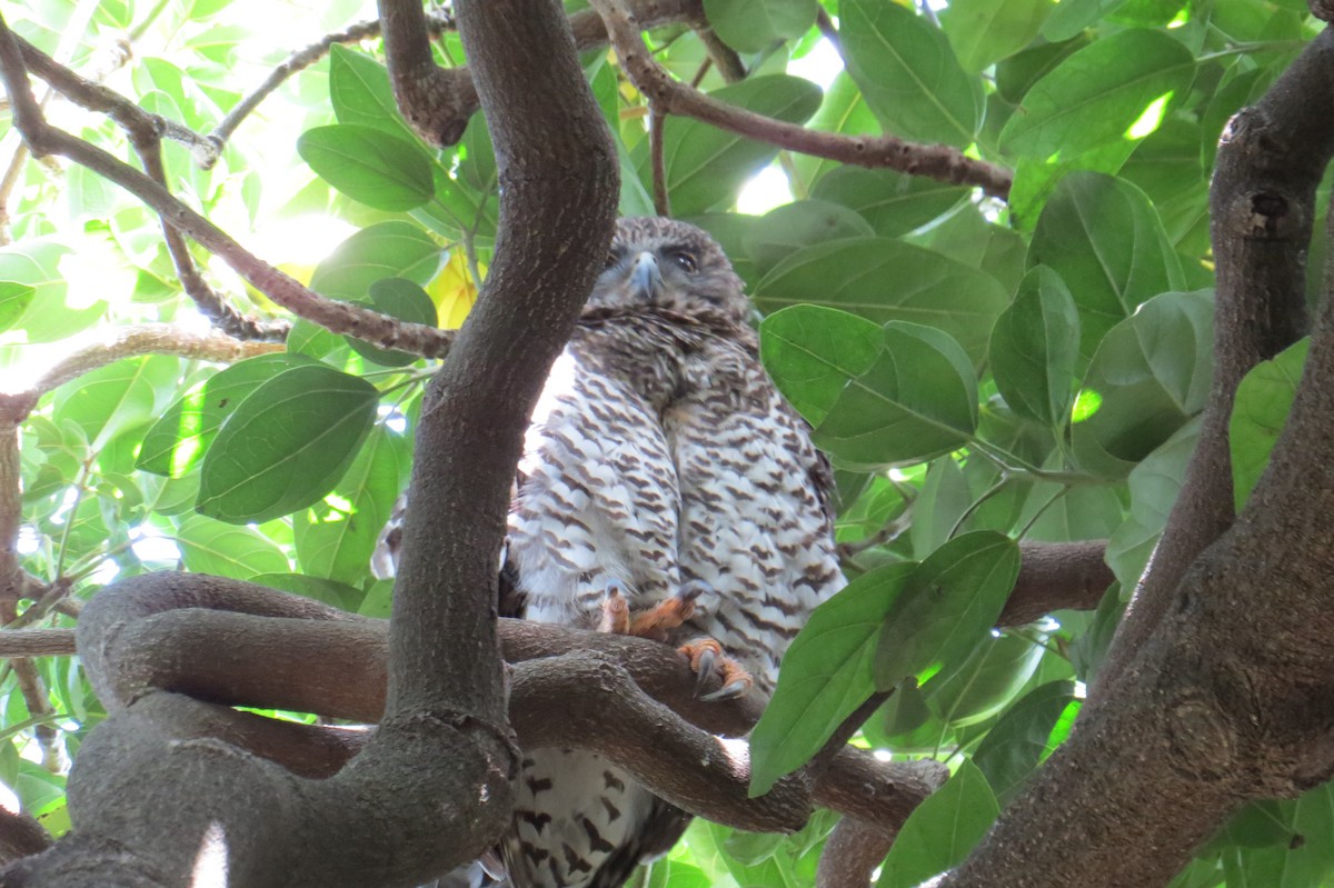 Powerful Owl - ML645236371