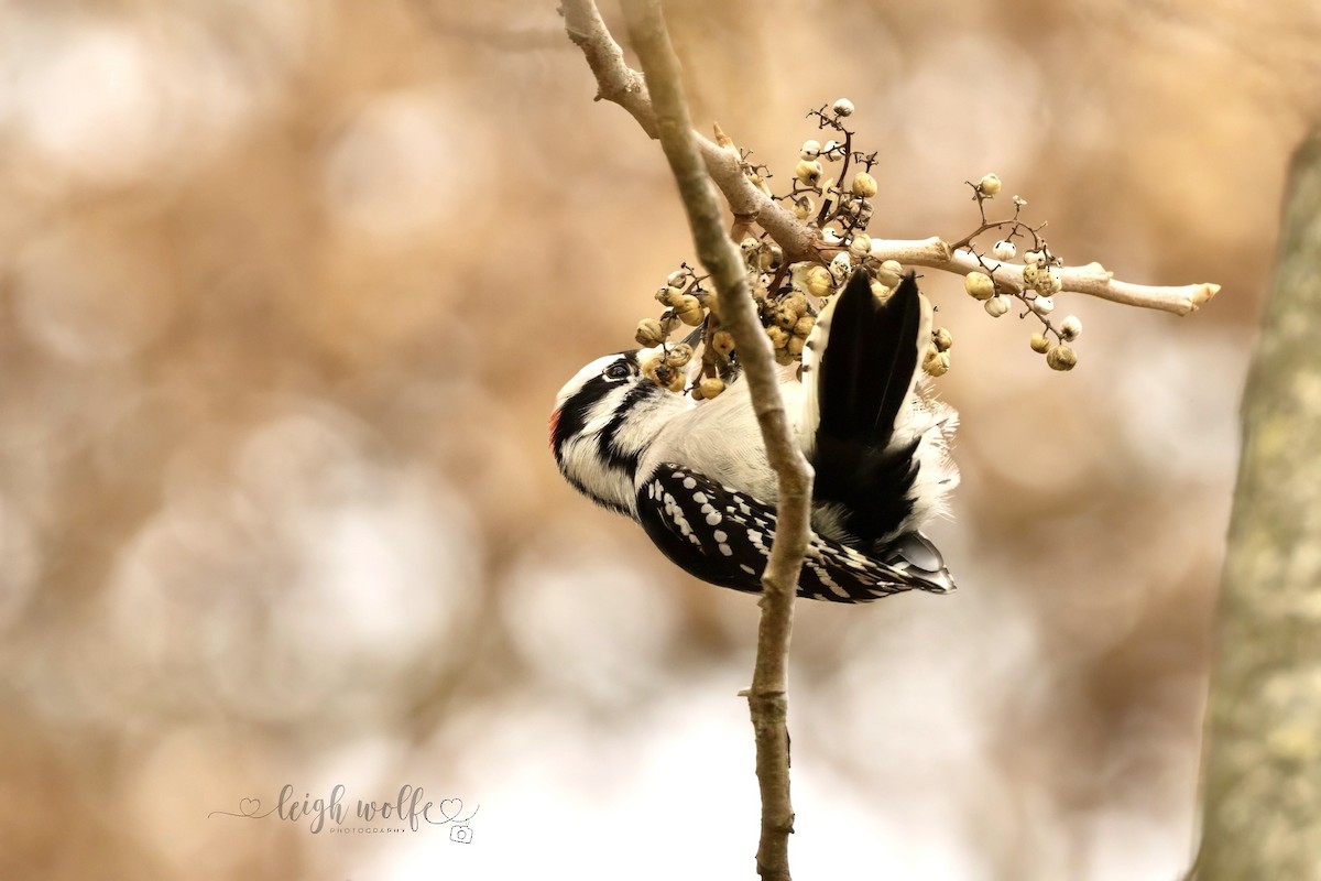 Downy Woodpecker - ML645236377