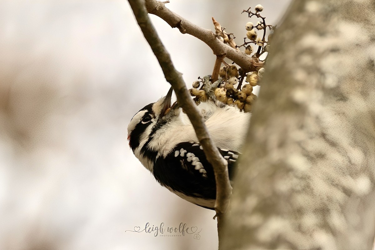 Downy Woodpecker - ML645236378