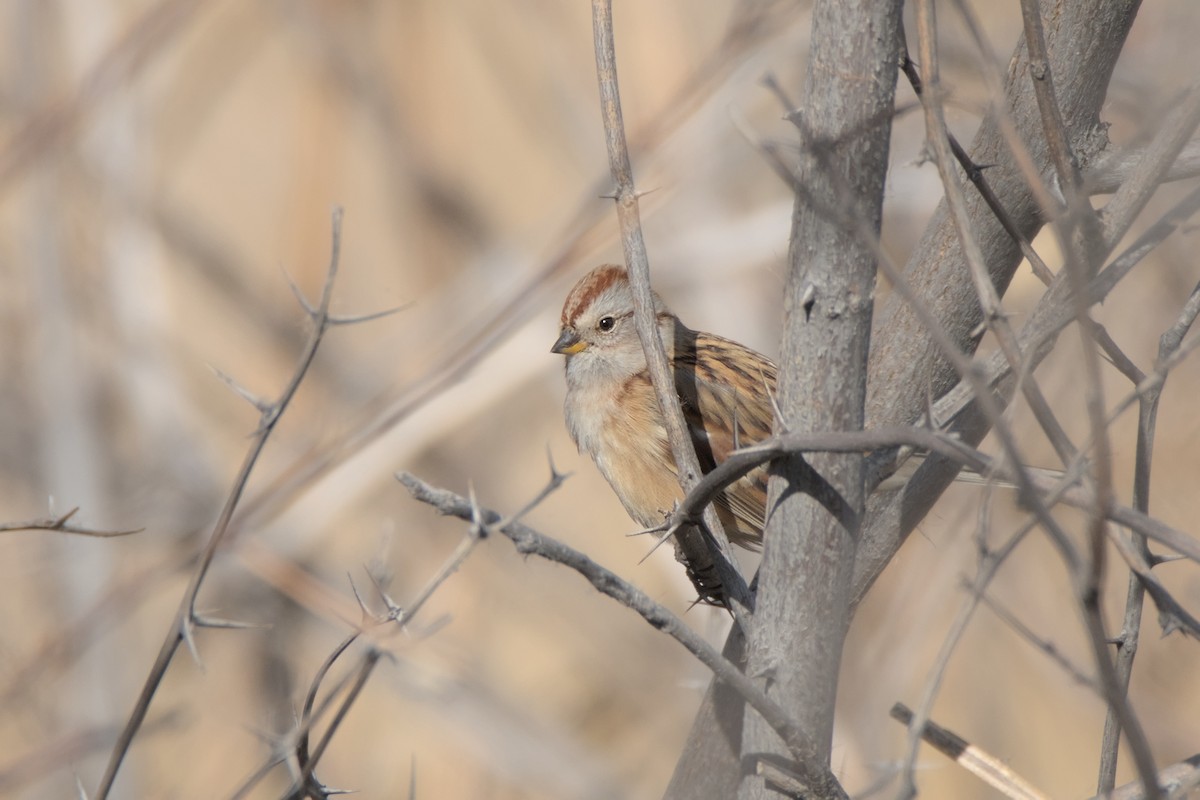 American Tree Sparrow - ML645236379