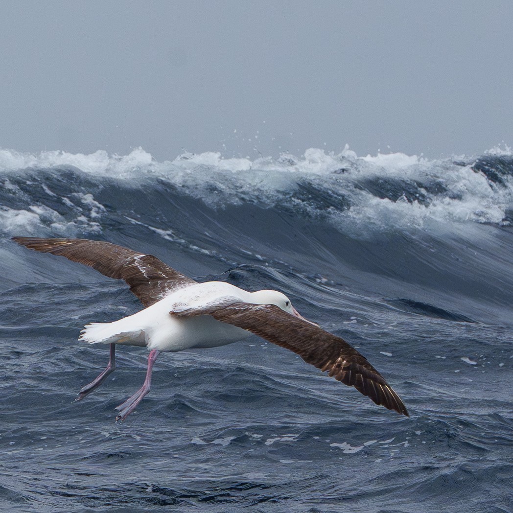 Southern Royal Albatross - ML645236382
