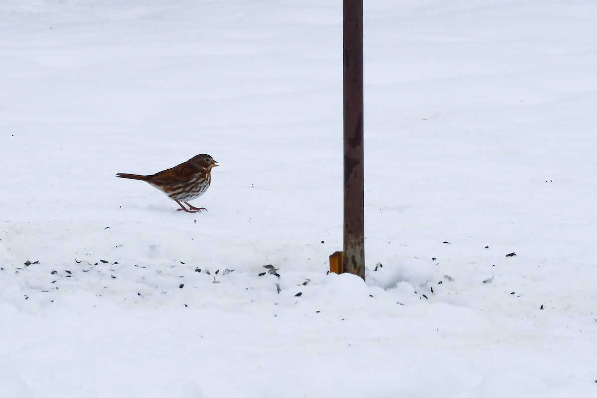 Fox Sparrow - ML645236393