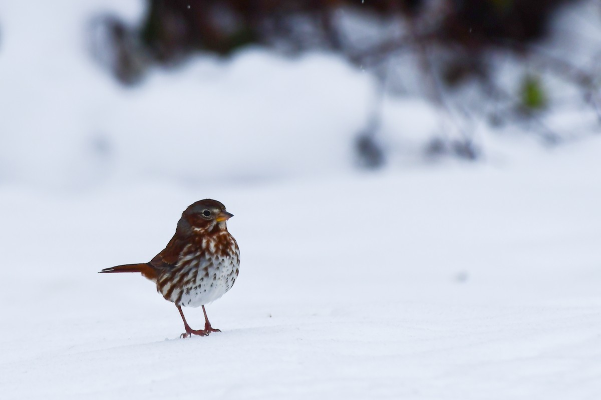 Fox Sparrow - ML645236395