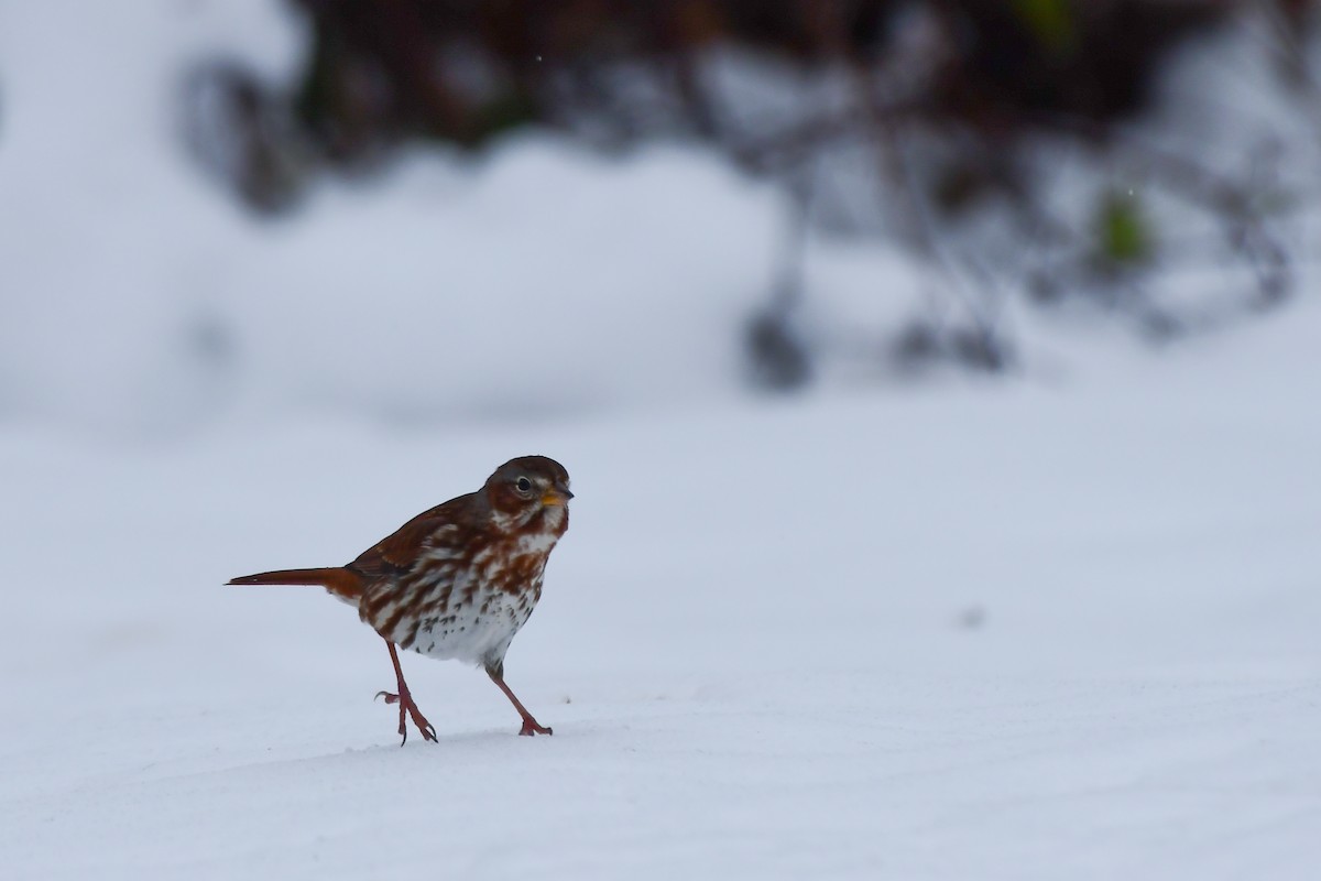 Fox Sparrow - ML645236396