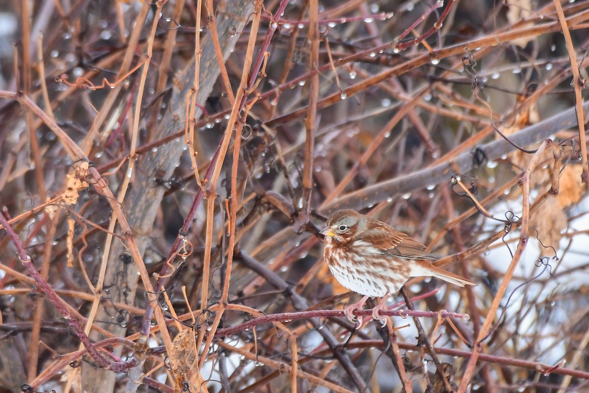 Fox Sparrow - ML645236398