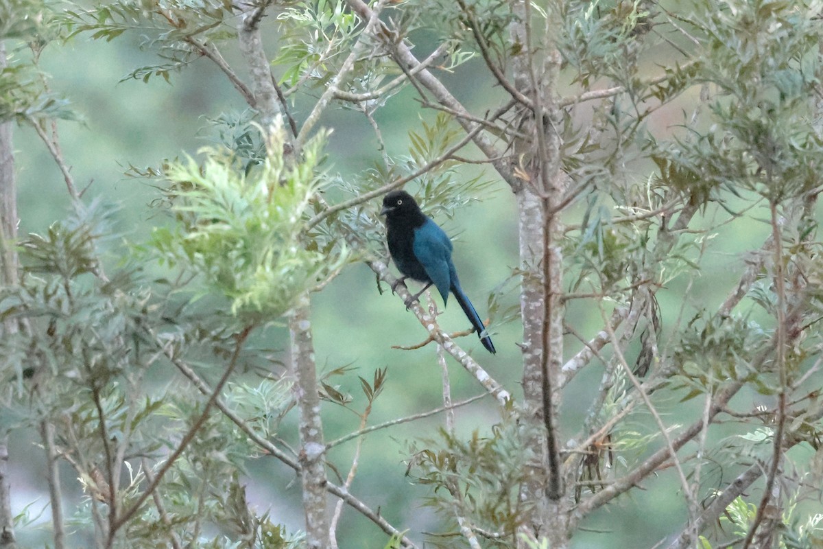 Bushy-crested Jay - ML645236426