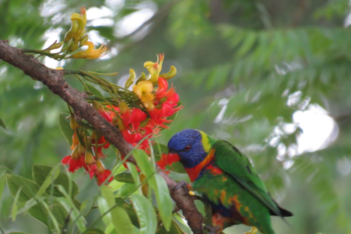 Rainbow Lorikeet - ML645236440