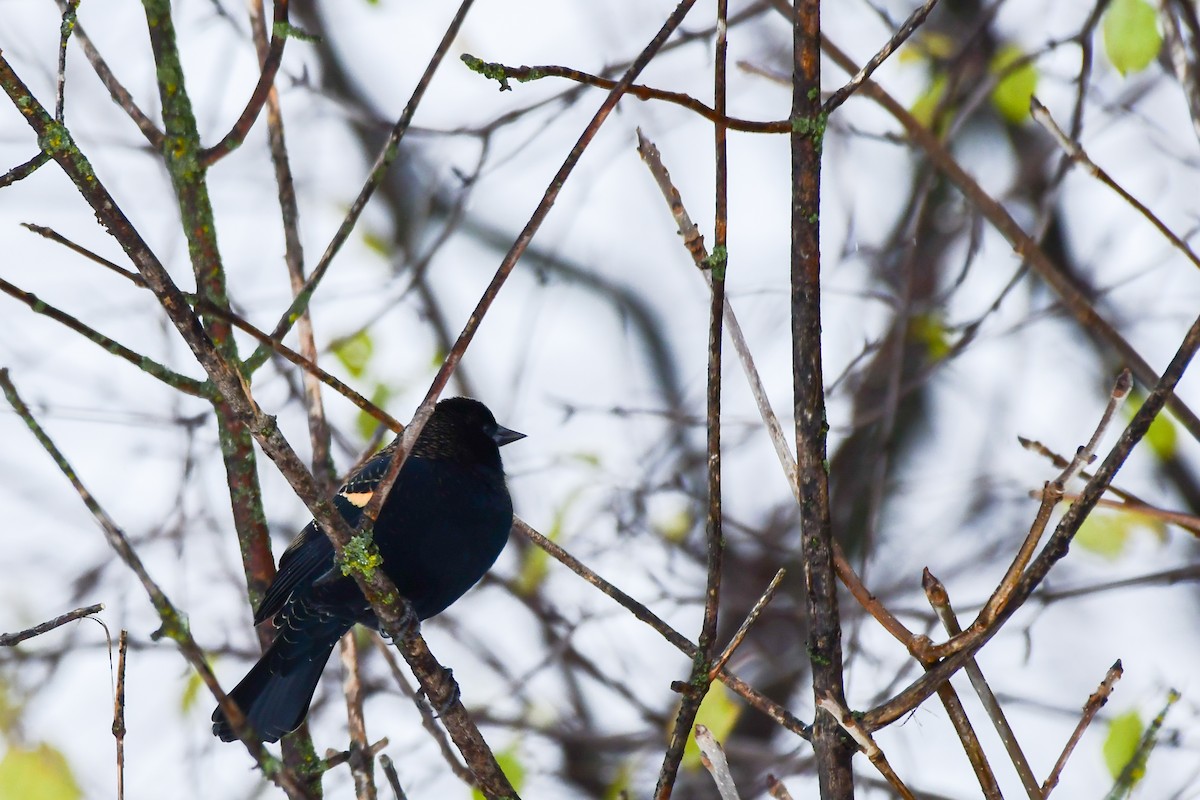 Red-winged Blackbird - ML645236443