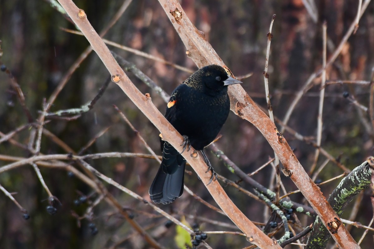 Red-winged Blackbird - ML645236444