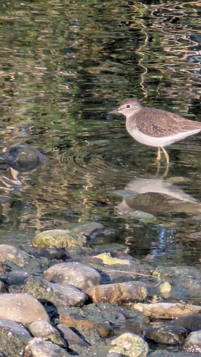Solitary Sandpiper - ML645236448