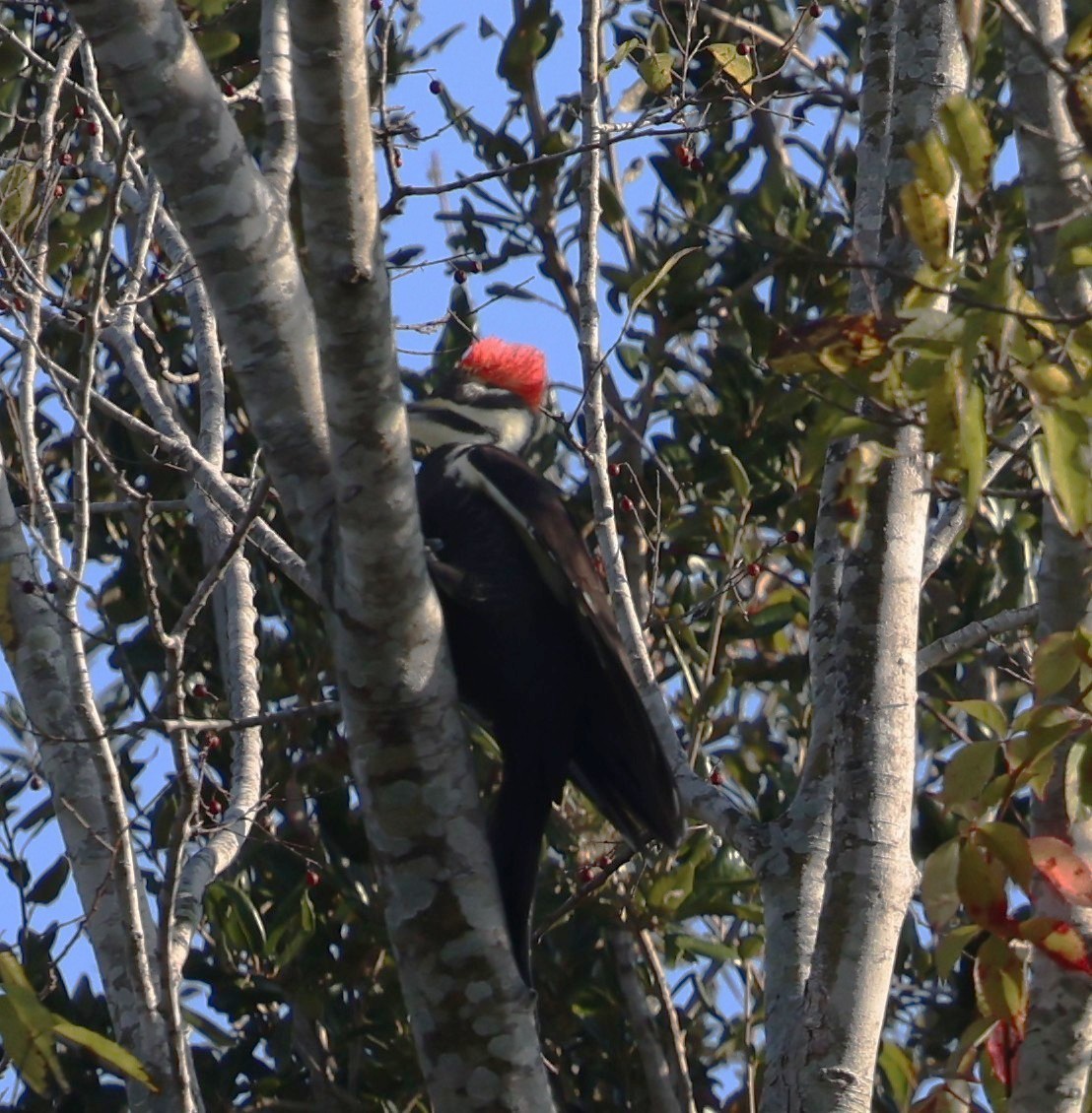 datel chocholatý - ML645236470