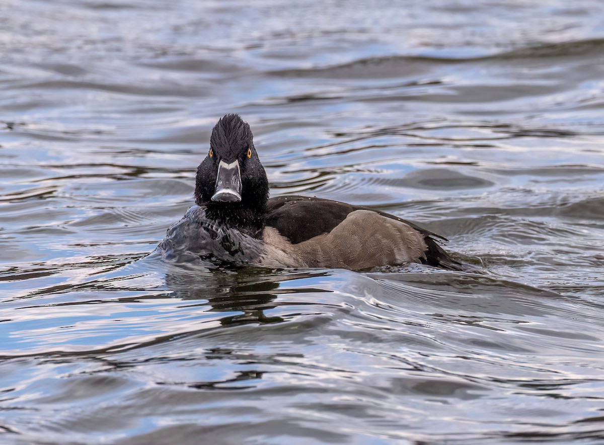 Moretta dal collare - ML645236471