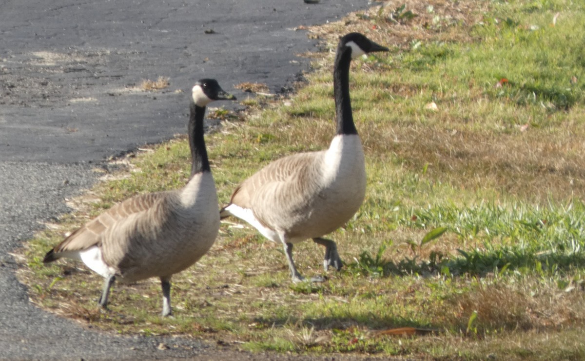Canada Goose - ML645236472