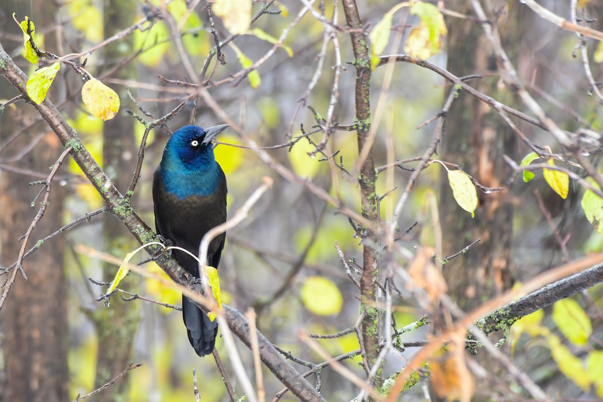 Common Grackle - ML645236477