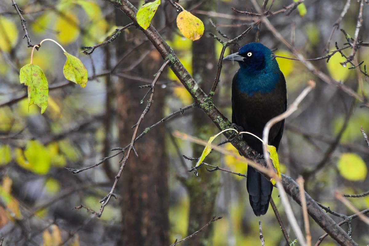 Common Grackle - ML645236478